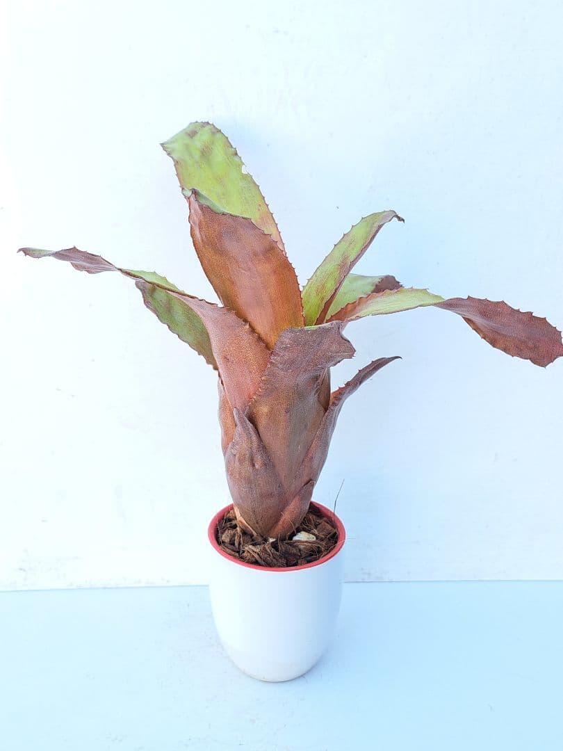 カンメア ジャスペ 抜き苗 速達便 タンクブロメリア 観葉植物