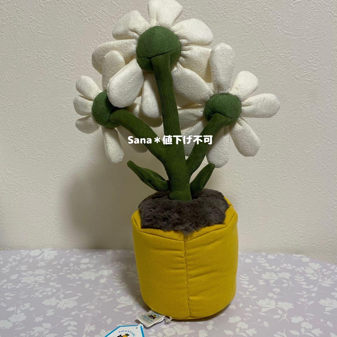 新品　ジェリーキャット　デイジー　花　観葉植物　インテリア　雛菊　ヒナギク