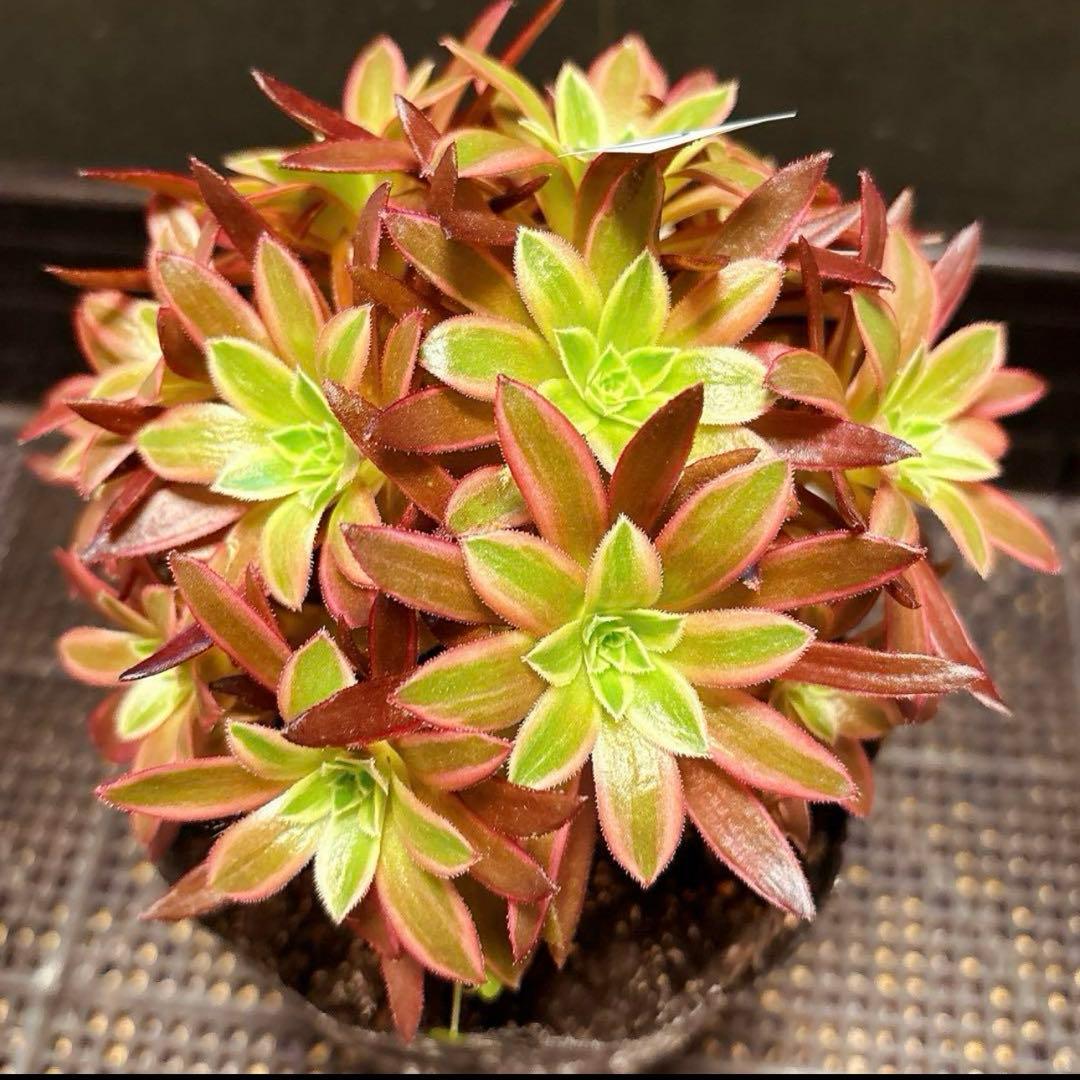 93#多肉植物アエオニウム錦❤️フェニックフレイム錦❤️16大頭15cm拔き苗