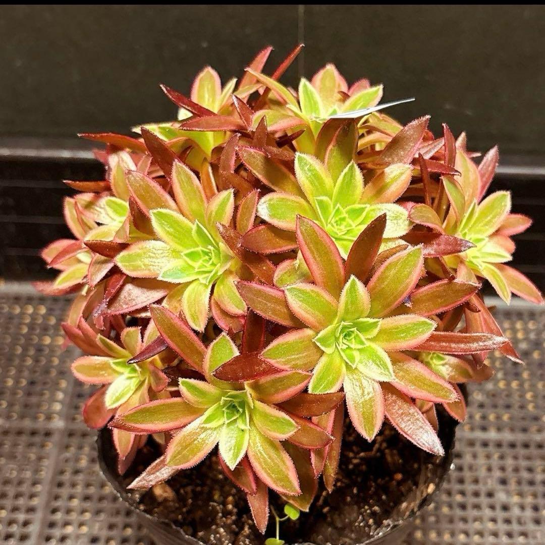 93#多肉植物アエオニウム錦❤️フェニックフレイム錦❤️16大頭15cm拔き苗
