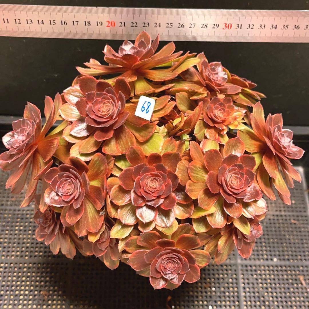 68#植物アエオニウム錦❤️石化ハロウィンブラック糸引き锦❤️15頭26cm拨き苗