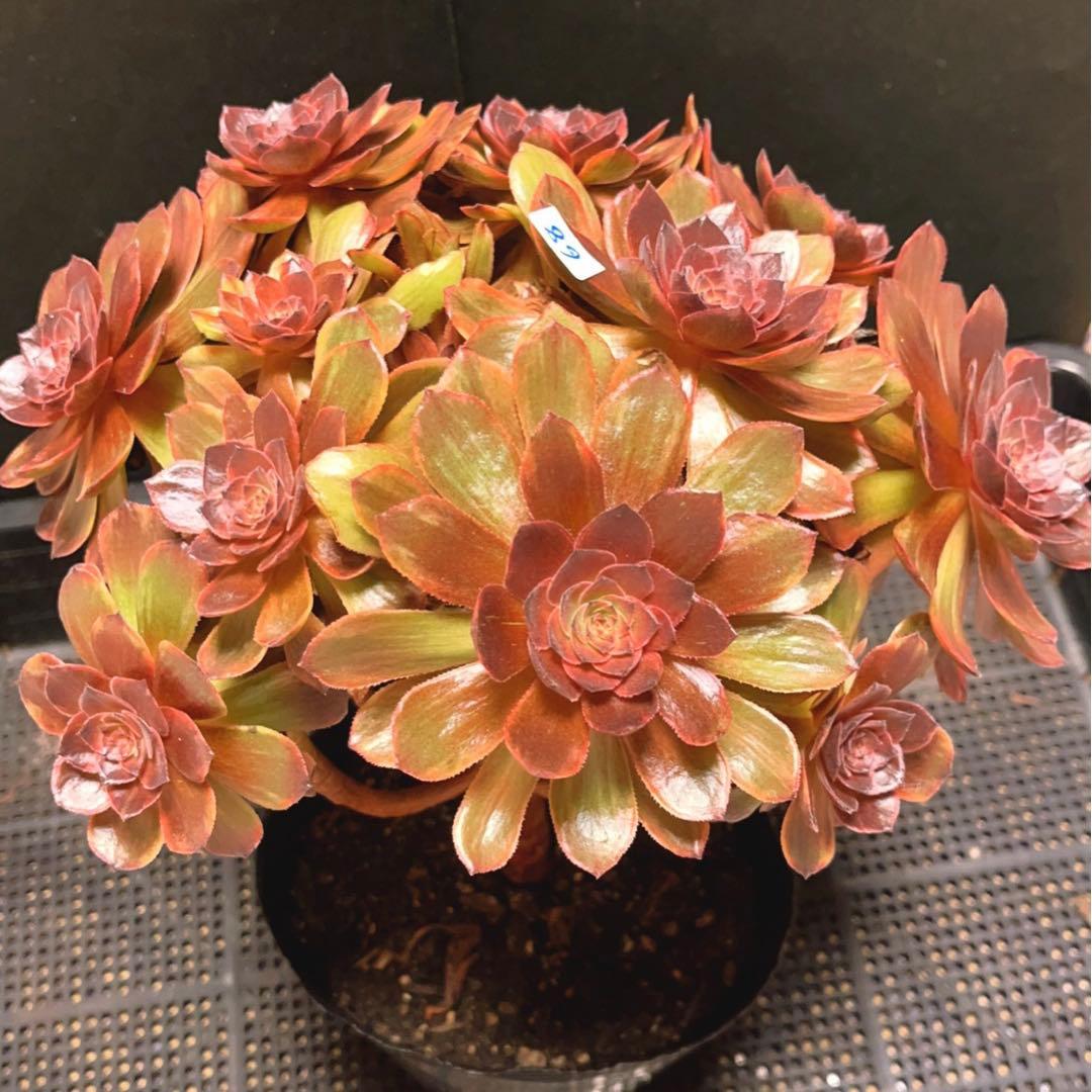 68#植物アエオニウム錦❤️石化ハロウィンブラック糸引き锦❤️15頭26cm拨き苗