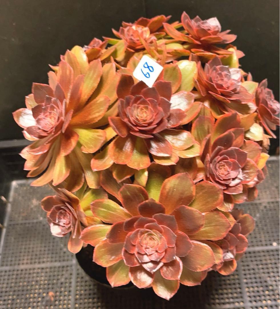 68#植物アエオニウム錦❤️石化ハロウィンブラック糸引き锦❤️15頭26cm拨き苗