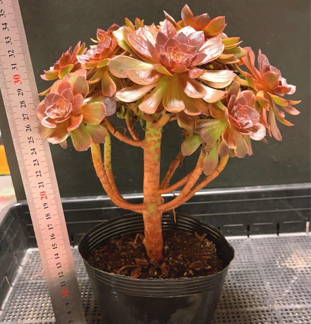 68#植物アエオニウム錦❤️石化ハロウィンブラック糸引き锦❤️15頭26cm拨き苗
