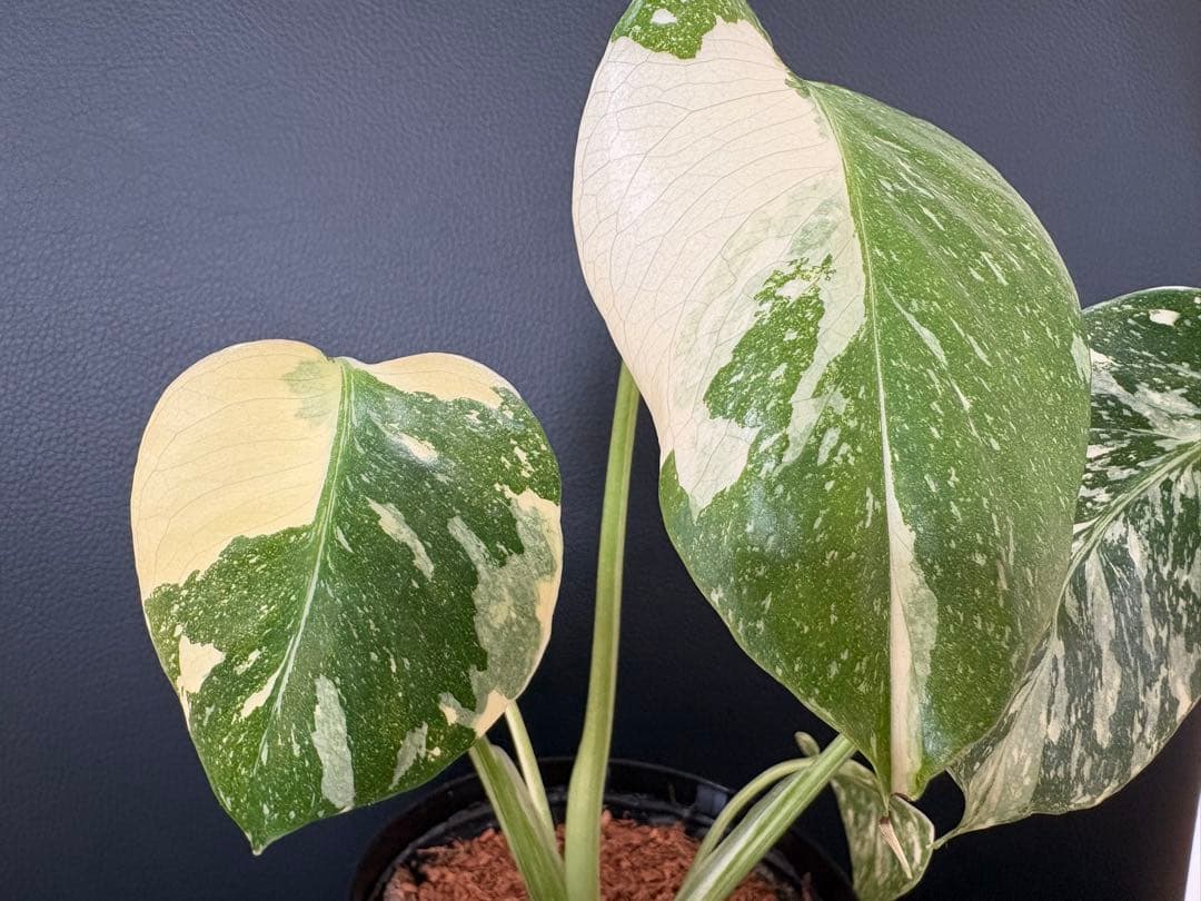 Monstera Deliciosa Legacy モンステラ　レガシー　斑入り