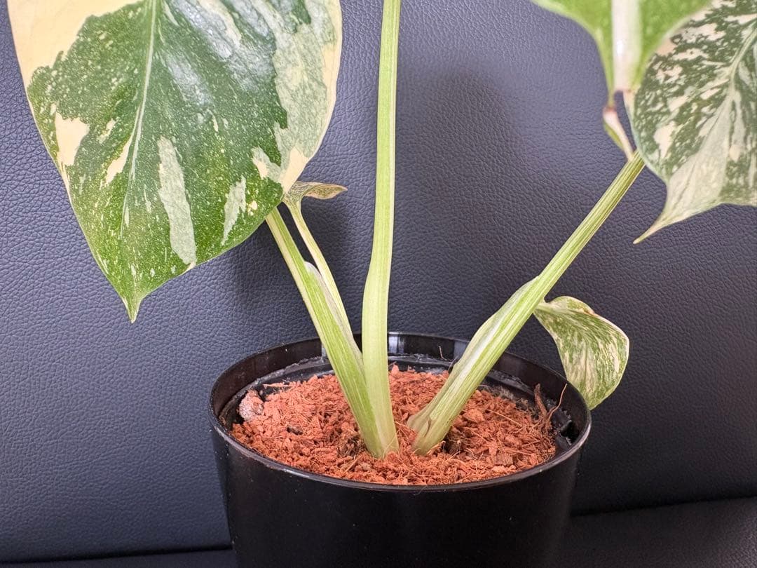 Monstera Deliciosa Legacy モンステラ　レガシー　斑入り