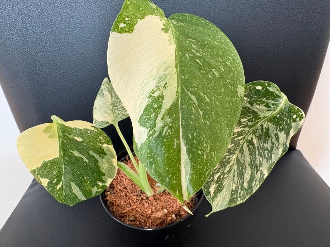 Monstera Deliciosa Legacy モンステラ　レガシー　斑入り