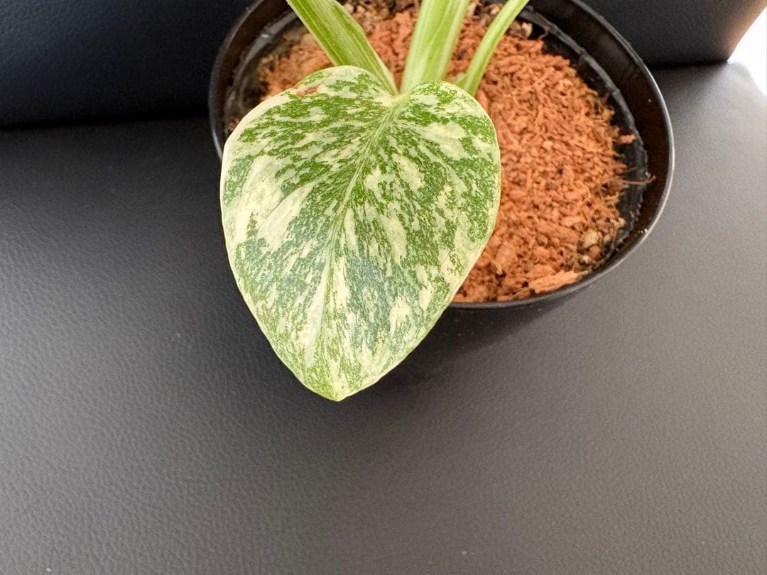 Monstera Deliciosa Legacy モンステラ　レガシー　斑入り