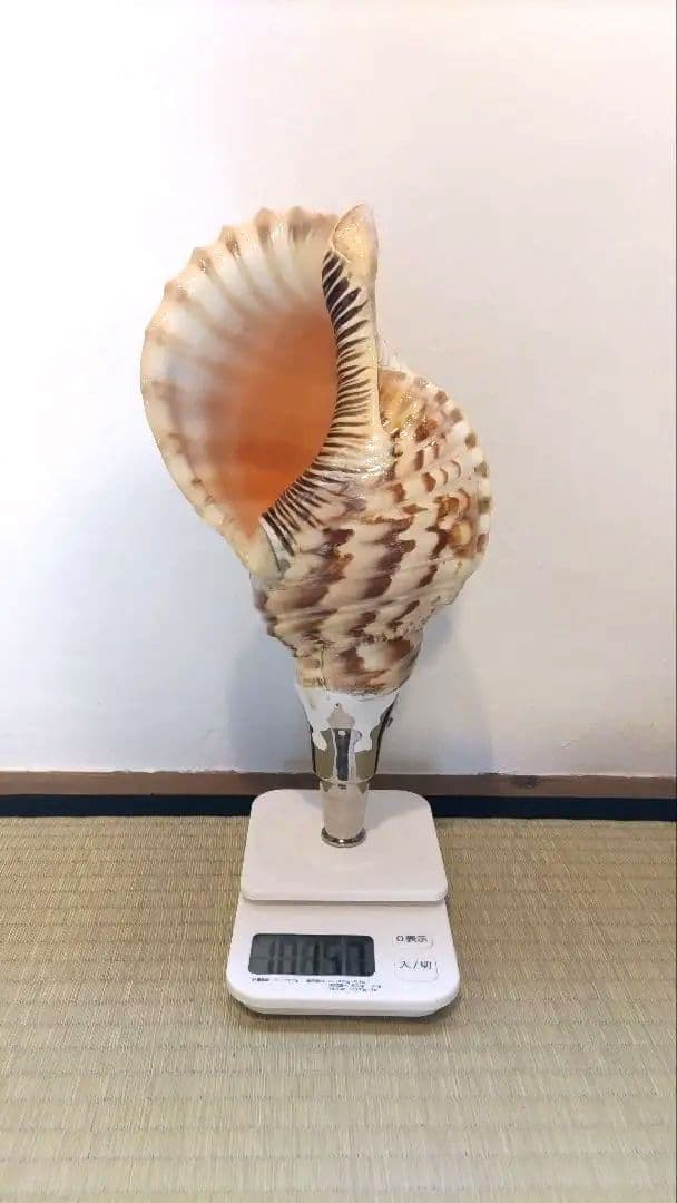 法螺貝③　　33.5cm