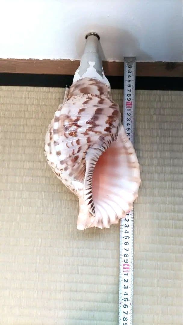 法螺貝③　　33.5cm