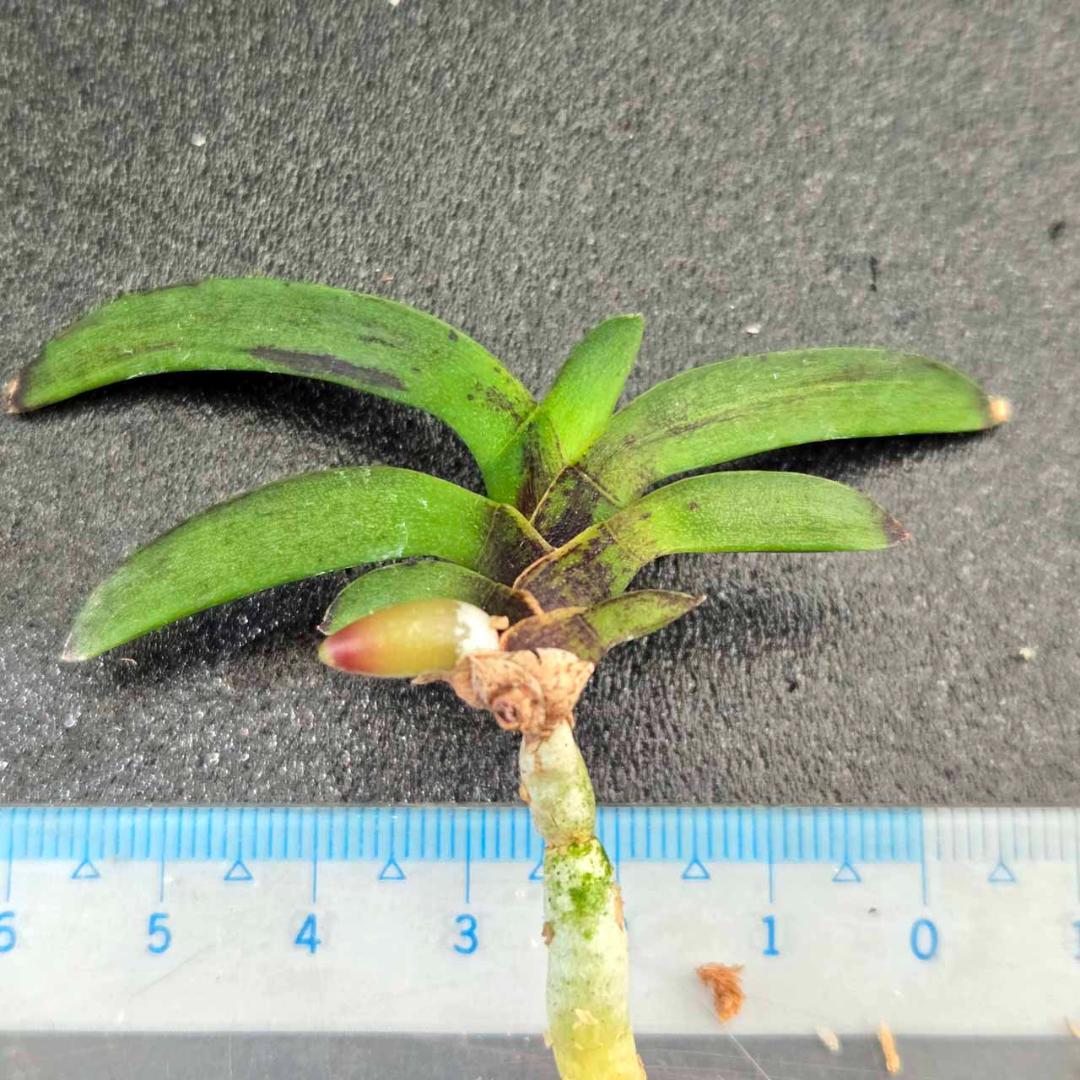 ✨️富貴蘭　桃山達磨✨️　割子