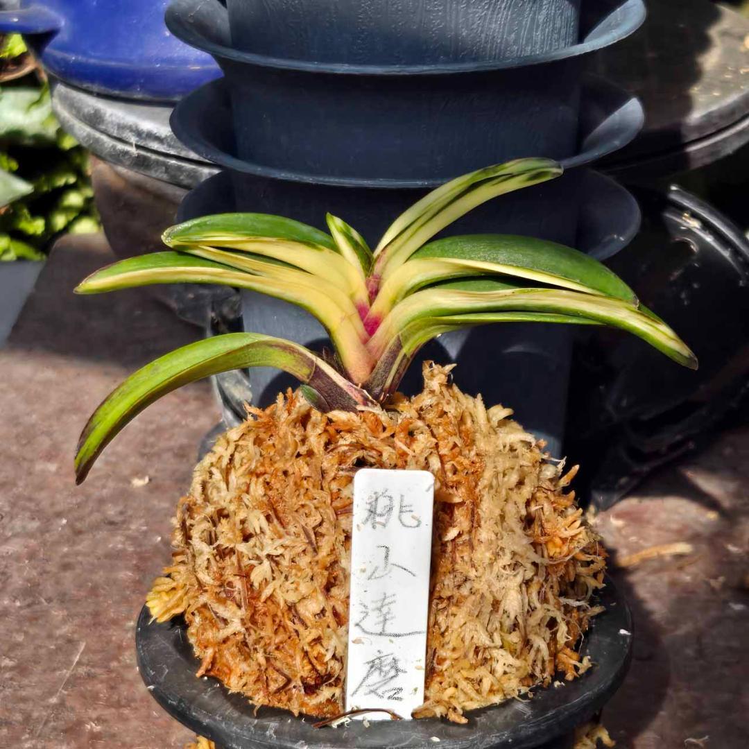 ✨️富貴蘭　桃山達磨✨️　割子