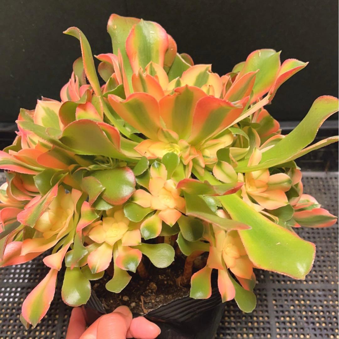100#多肉植物アエオニウム錦❤️香妃❤️17頭28cm拨き苗