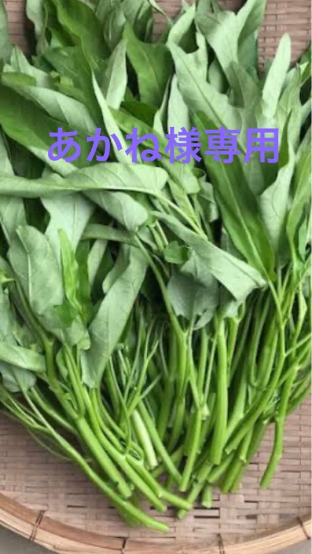 空芯菜あかね３キロ