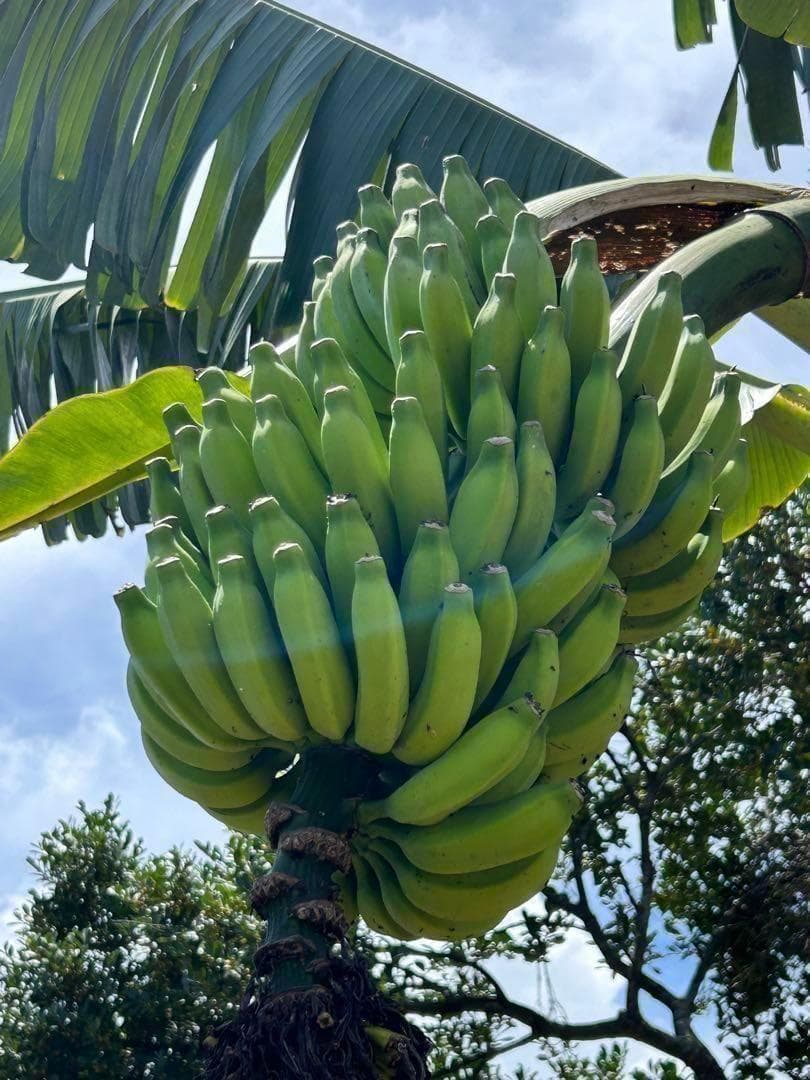 糖度の鬼◆130㎝巨大◆超、ドワーフ＝キングナムワ。バナナ苗◆耐寒強、関東露地