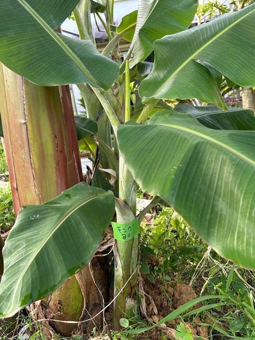 糖度の鬼◆130㎝巨大◆超、ドワーフ＝キングナムワ。バナナ苗◆耐寒強、関東露地