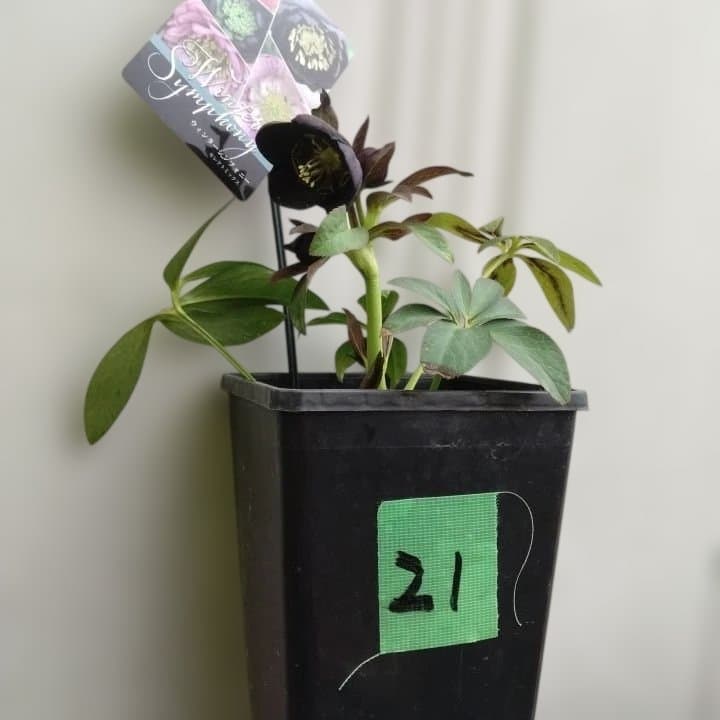 大森プランツ。ウインターシンフオニー。ヘレボルス 苗 N番開花株。No21。