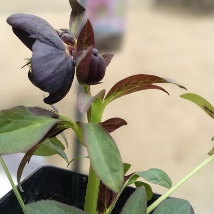 大森プランツ。ウインターシンフオニー。ヘレボルス 苗 N番開花株。No21。