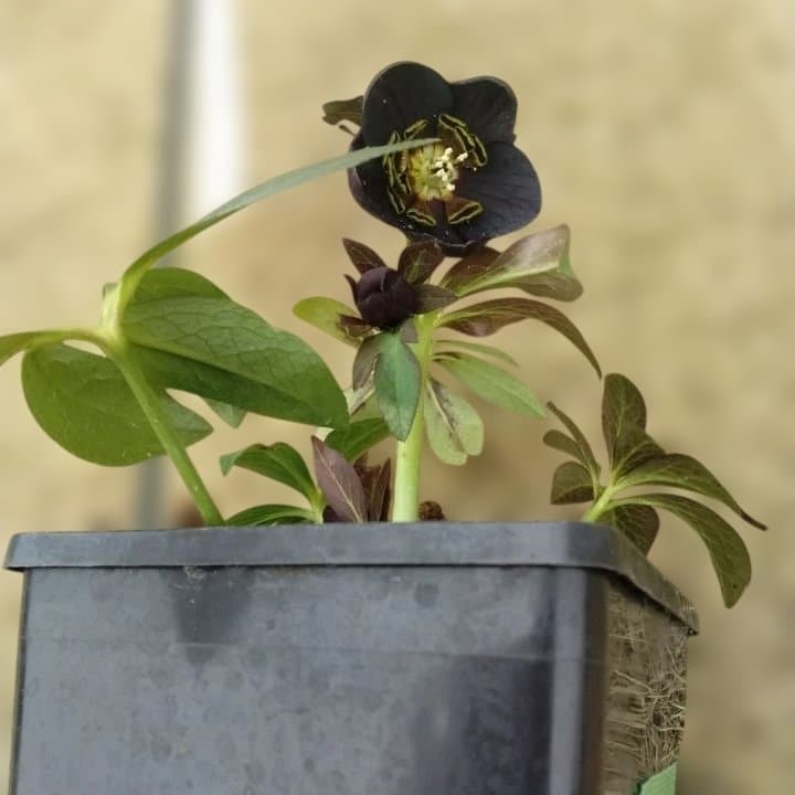 大森プランツ。ウインターシンフオニー。ヘレボルス 苗 N番開花株。No21。