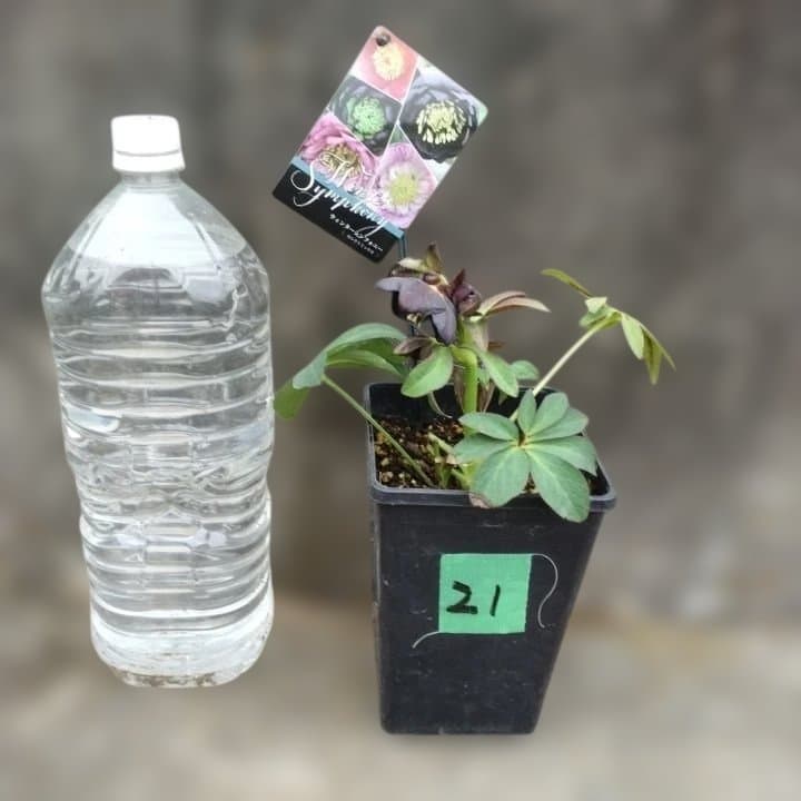 大森プランツ。ウインターシンフオニー。ヘレボルス 苗 N番開花株。No21。