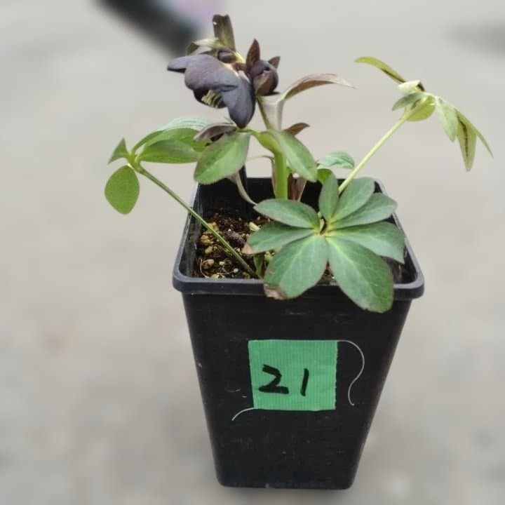 大森プランツ。ウインターシンフオニー。ヘレボルス 苗 N番開花株。No21。