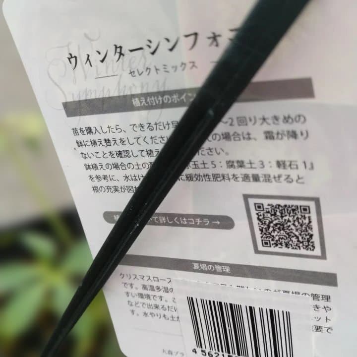 大森プランツ。ウインターシンフオニー。ヘレボルス 苗 N番開花株。No21。