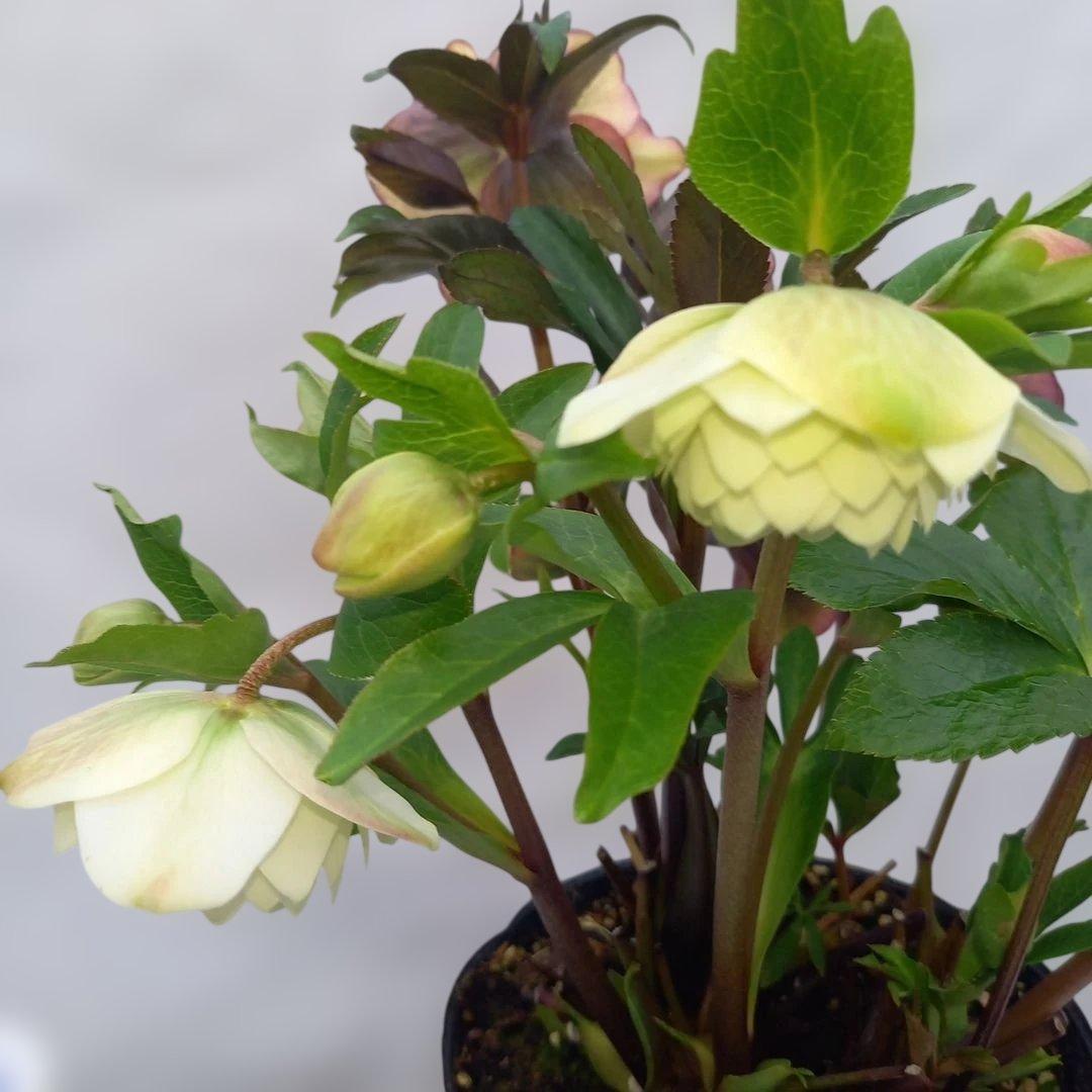 個性際立つ素敵なお花！クリスマスローズ、大苗、開花株