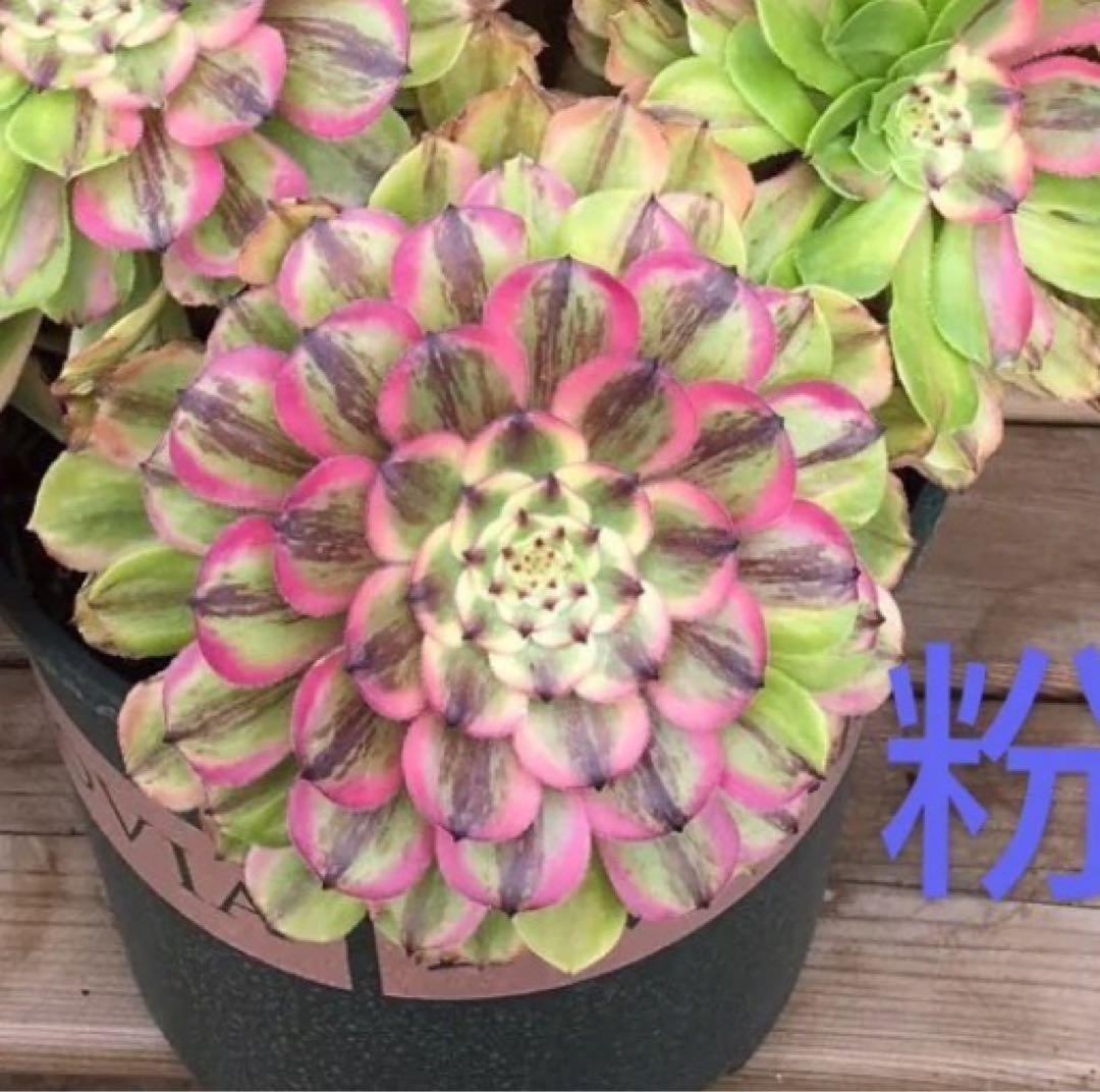 多肉植物アエオニウム錦❤️ピンクディジー❤️