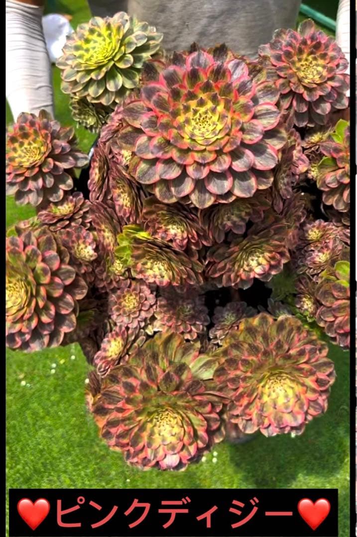 多肉植物アエオニウム錦❤️ピンクディジー❤️