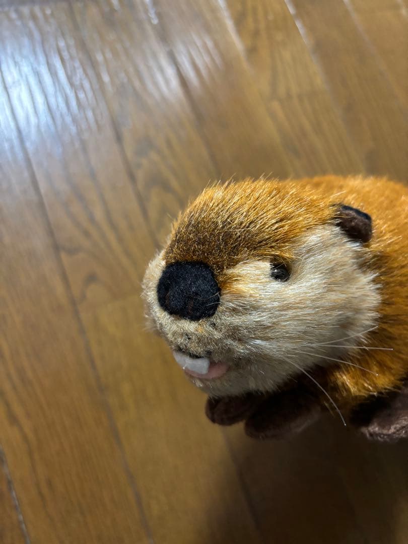 SUPER BEAVER 吉徳 スーパービーバーちゃん