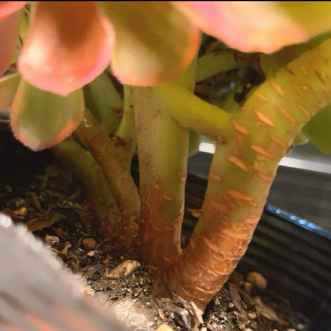 98#多肉植物アエオニウム錦❤️ ハロウィンイエロー錦セッカ ❤️21cm拔き苗