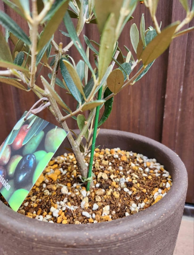 souju 　創樹　オリーブの木　ミッション　テラコッタ鉢植え　苗