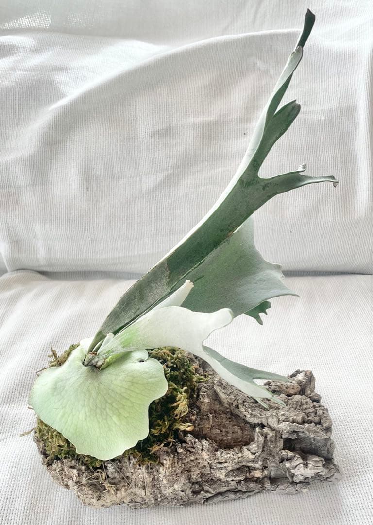 ビカクシダ ベイチー　⑤