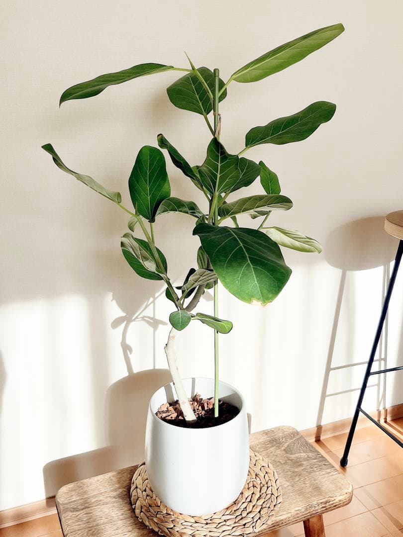 フィカスベンガレンシス 曲がり 陶器 ホワイトポット 観葉植物 室内