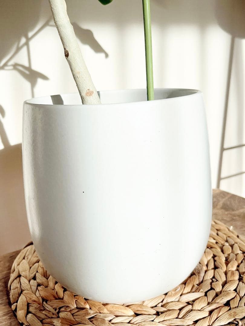 フィカスベンガレンシス 曲がり 陶器 ホワイトポット 観葉植物 室内