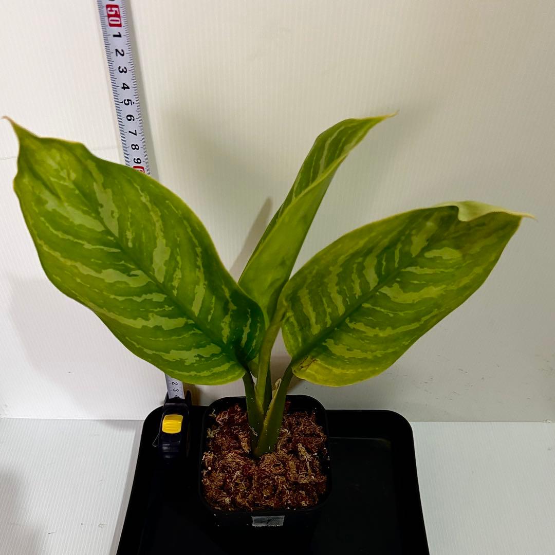 アグラオネマ ニティドゥム カーティシー 観葉植物 LEON レオン 29