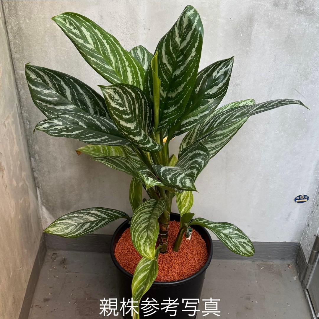アグラオネマ ニティドゥム カーティシー 観葉植物 LEON レオン 29