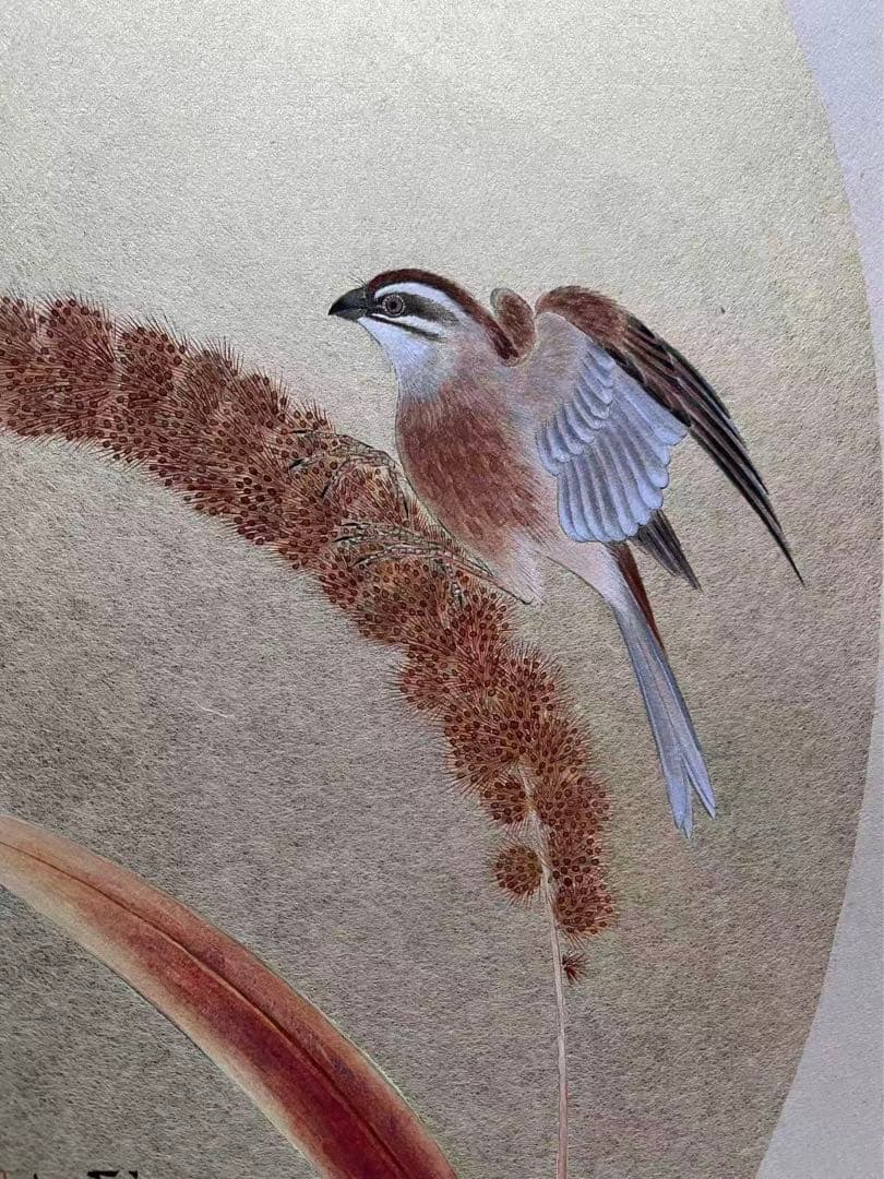 吉因澄舟筆　？ (雀)三枚　古い復製画？