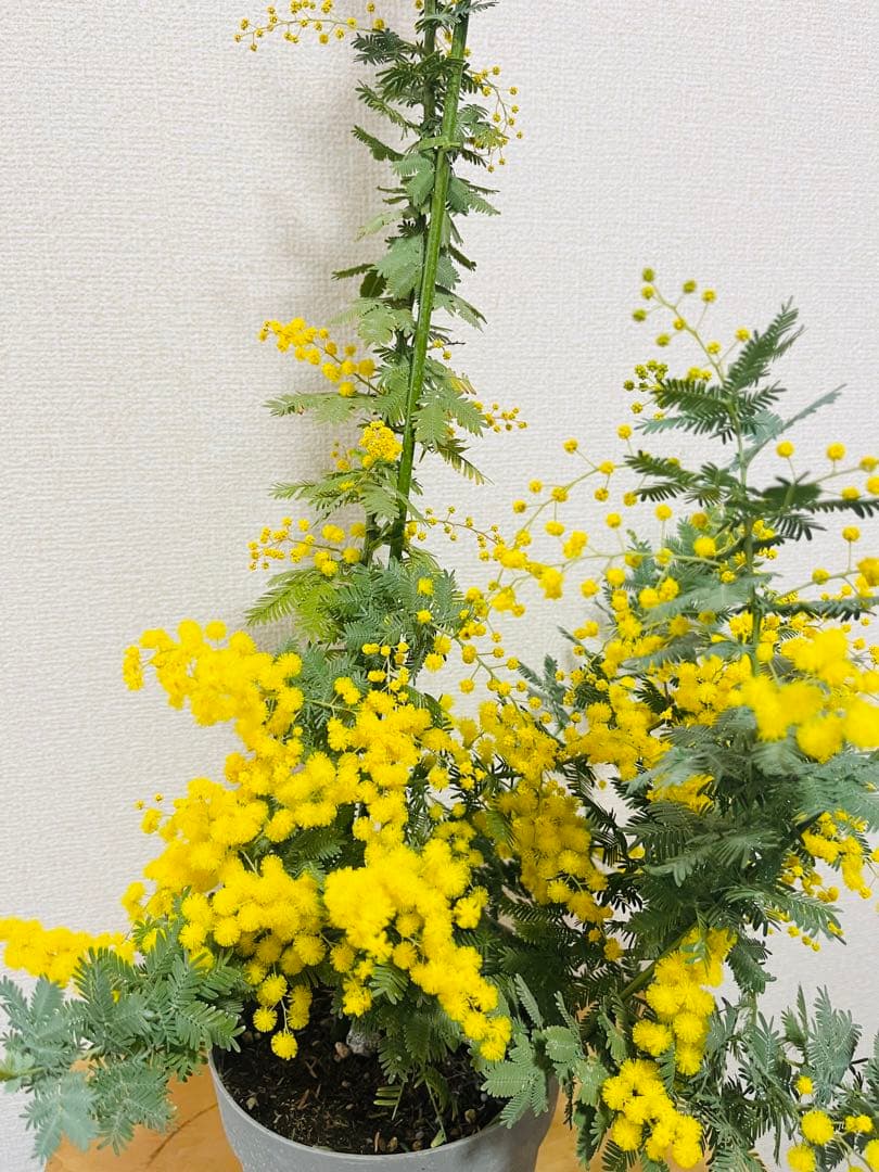 花付き　アカシア　ミモザ　苗　B