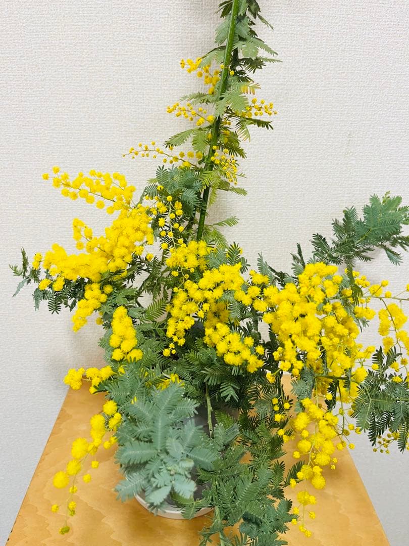 花付き　アカシア　ミモザ　苗　B