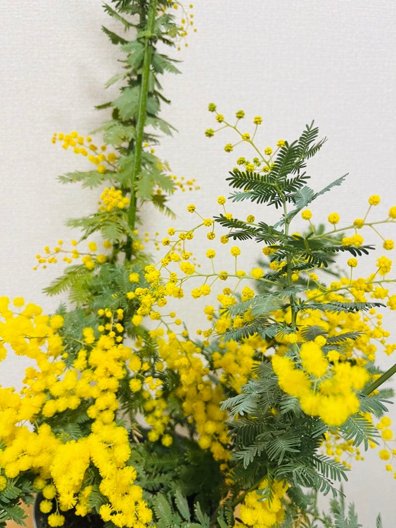 花付き　アカシア　ミモザ　苗　B