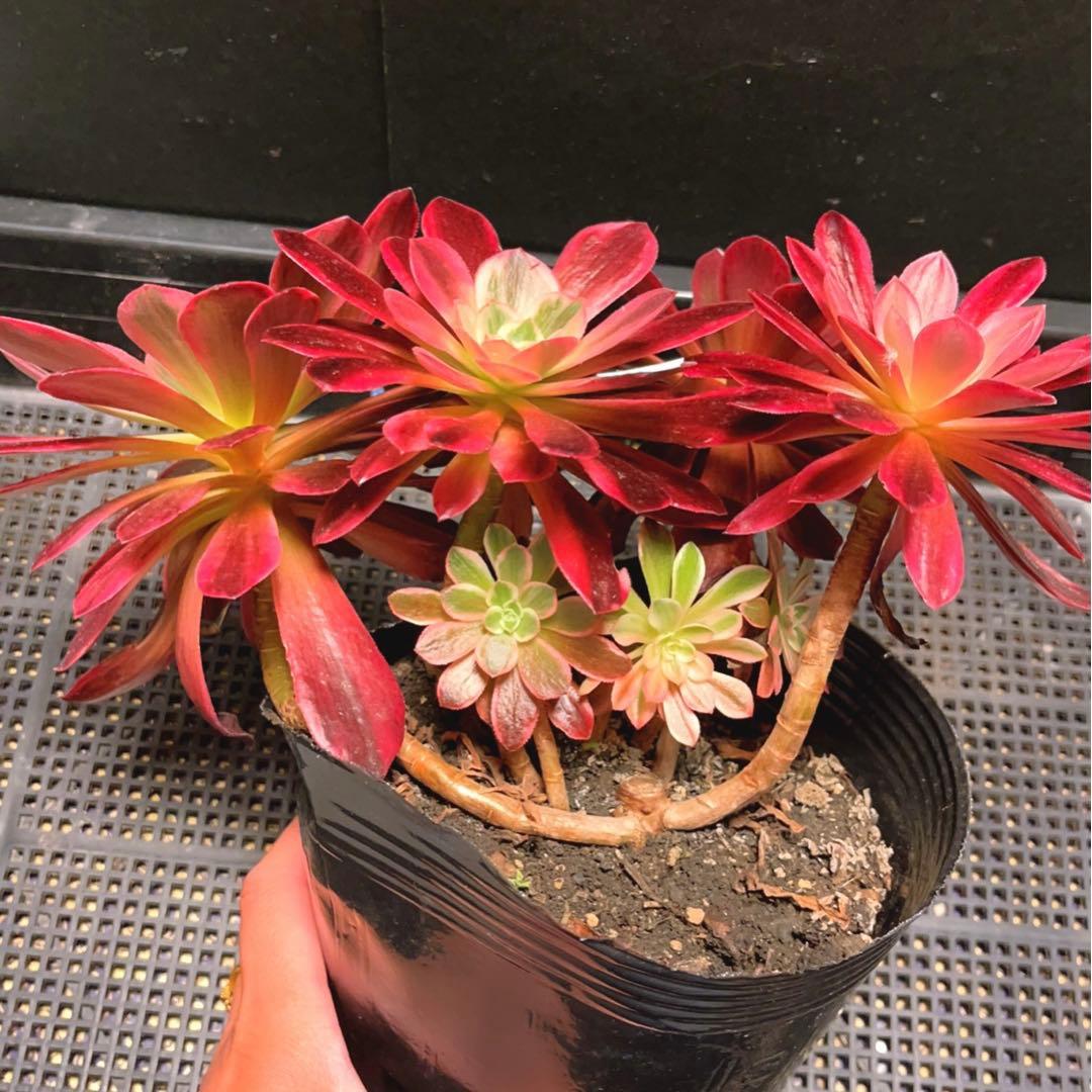 38#多肉植物❤️アエオニウム錦❤️ウエディングドレス❤️4大頭3小頭28cm拔き苗