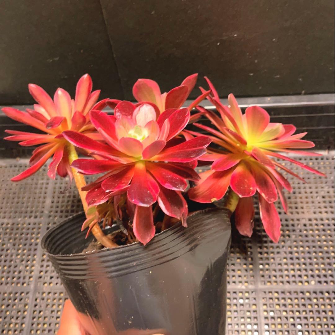 38#多肉植物❤️アエオニウム錦❤️ウエディングドレス❤️4大頭3小頭28cm拔き苗