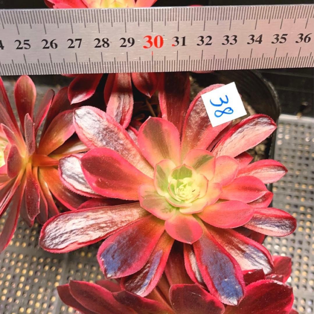 38#多肉植物❤️アエオニウム錦❤️ウエディングドレス❤️4大頭3小頭28cm拔き苗