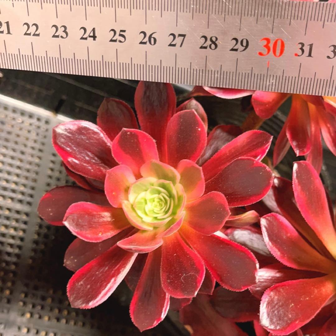 38#多肉植物❤️アエオニウム錦❤️ウエディングドレス❤️4大頭3小頭28cm拔き苗