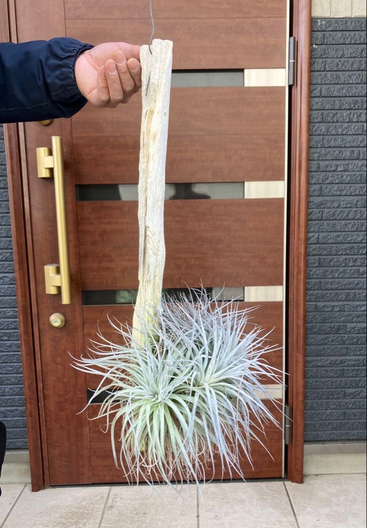 【現品】チランジア　ヒューストン コットンキャンディ　板付き　ＡＮ6番