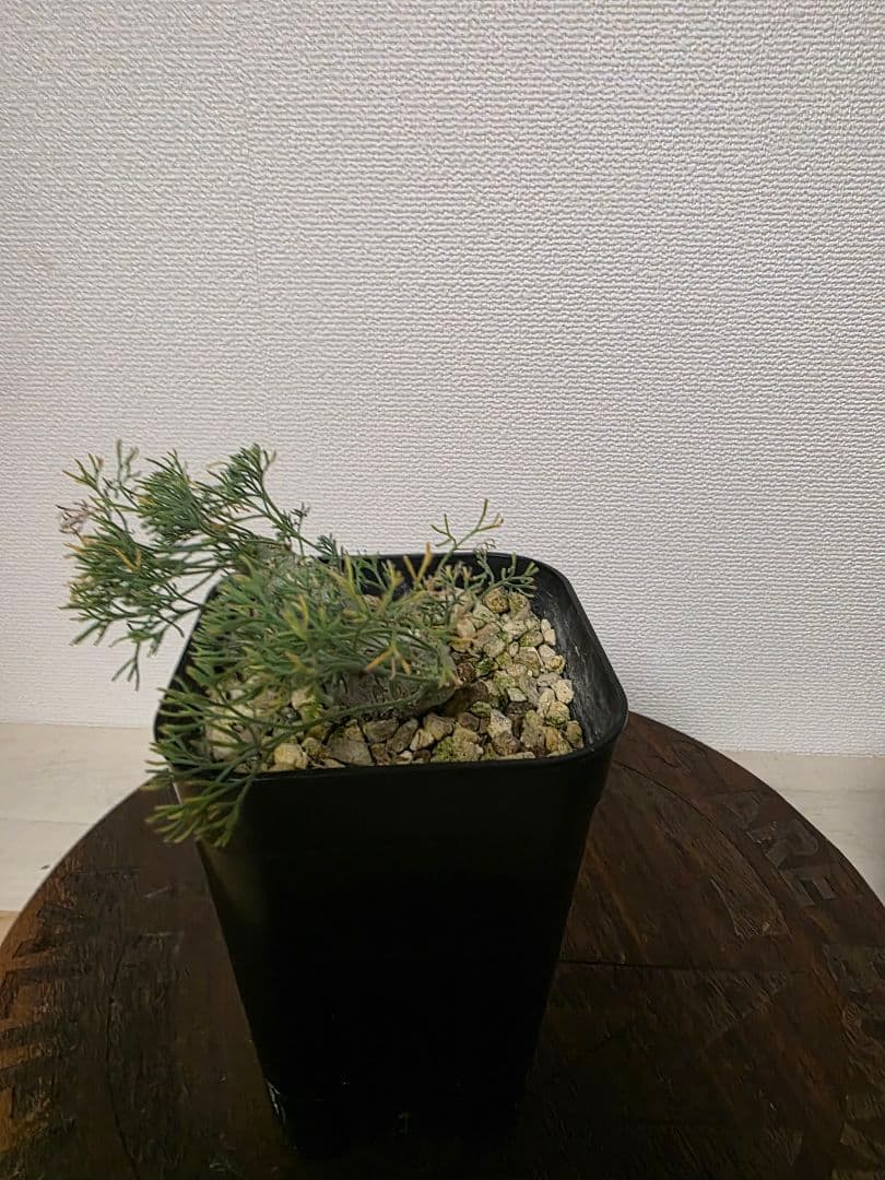 【実生】モンソニア ペニクリナ(サルコカウロン ペニクリナム）No.3