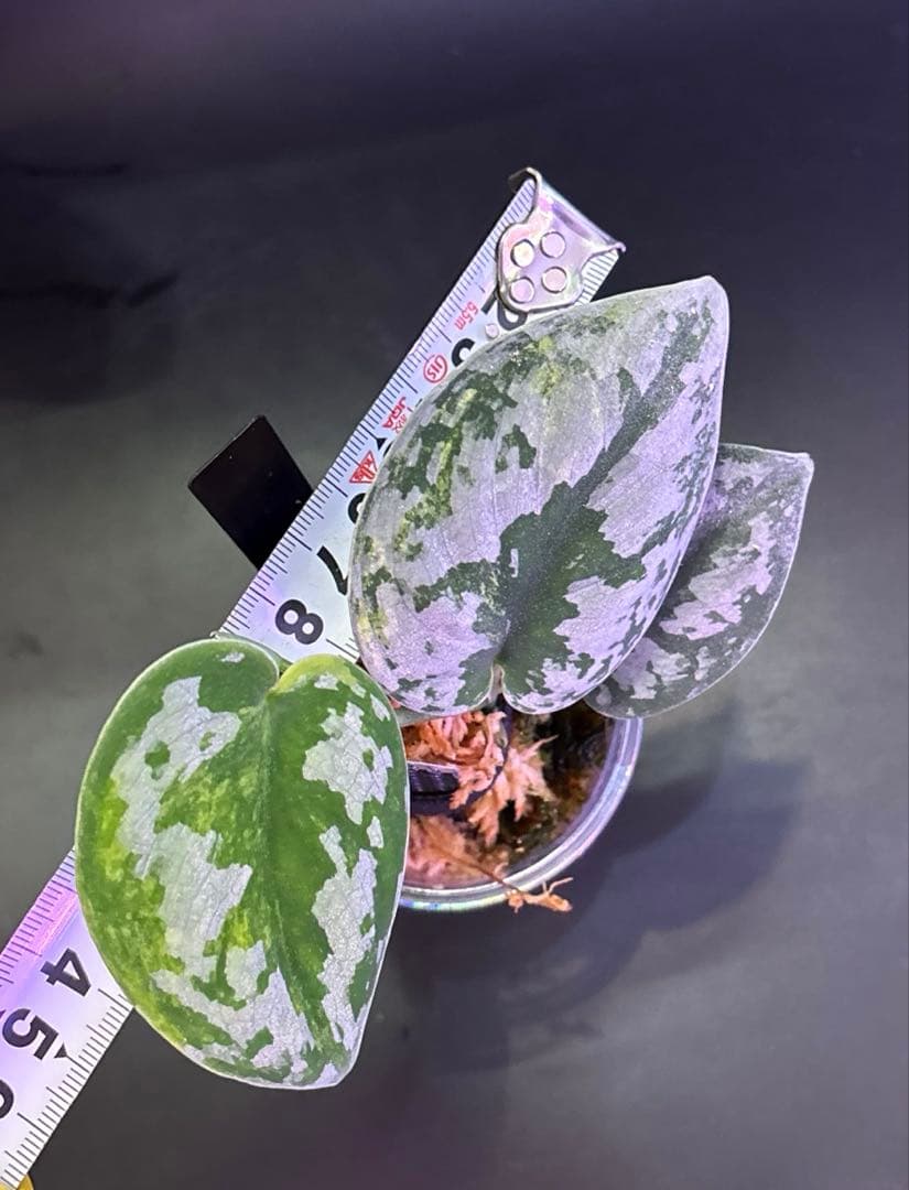 スキンダプサス5点セットF1
