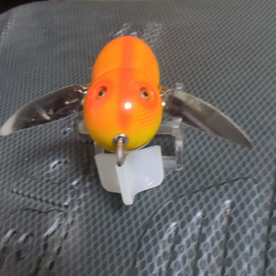 道楽　アブラゼミ