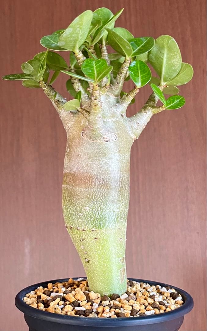【激レア/塊根植物】アデニウム アラビカム ゴジ バオバブタイプ 鉢植え